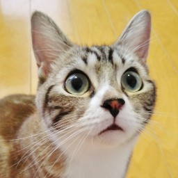 とても長いソフトウェア名とても長いソフトウェア名とても長いソフトウェア名
